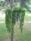 string of pearls